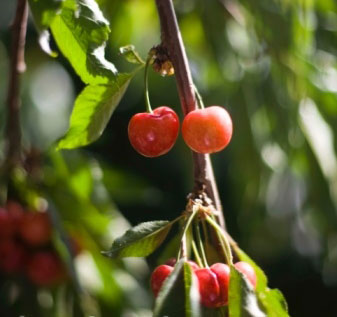 cherry-tree-pruning