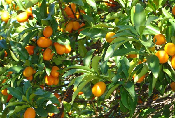 kumquat-tree